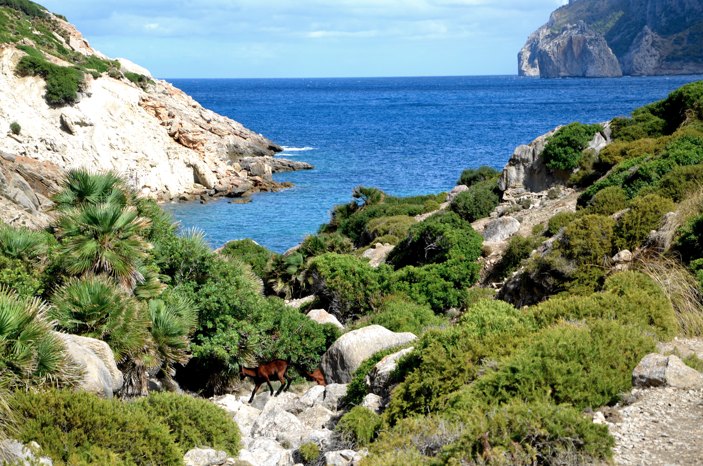 cala boquer beach mallorca