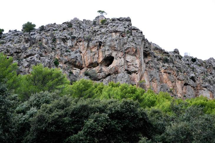 mallorca forest