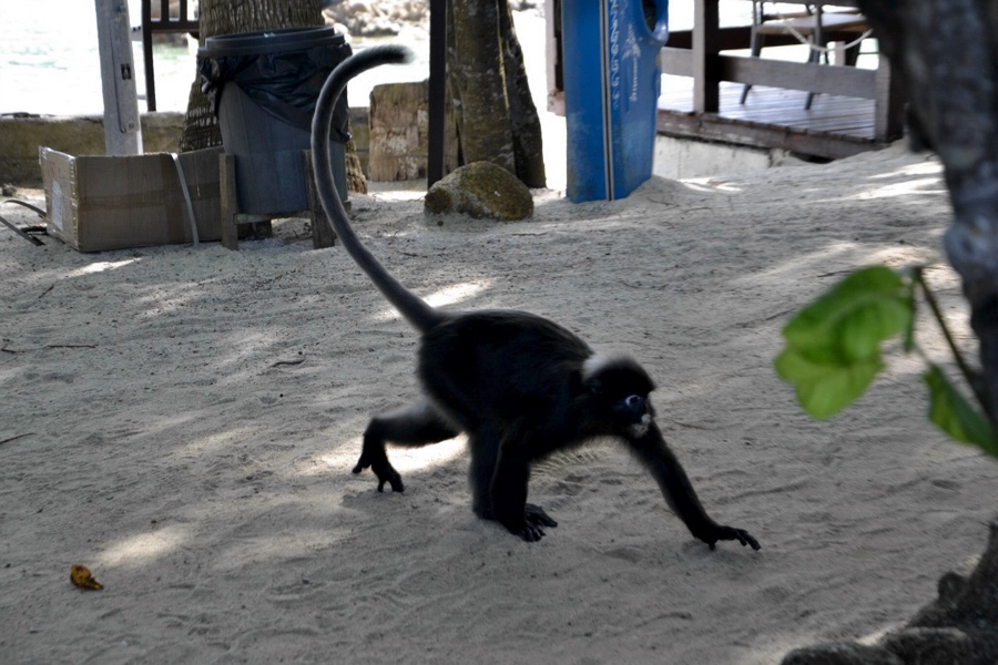 monkeys perhentian island