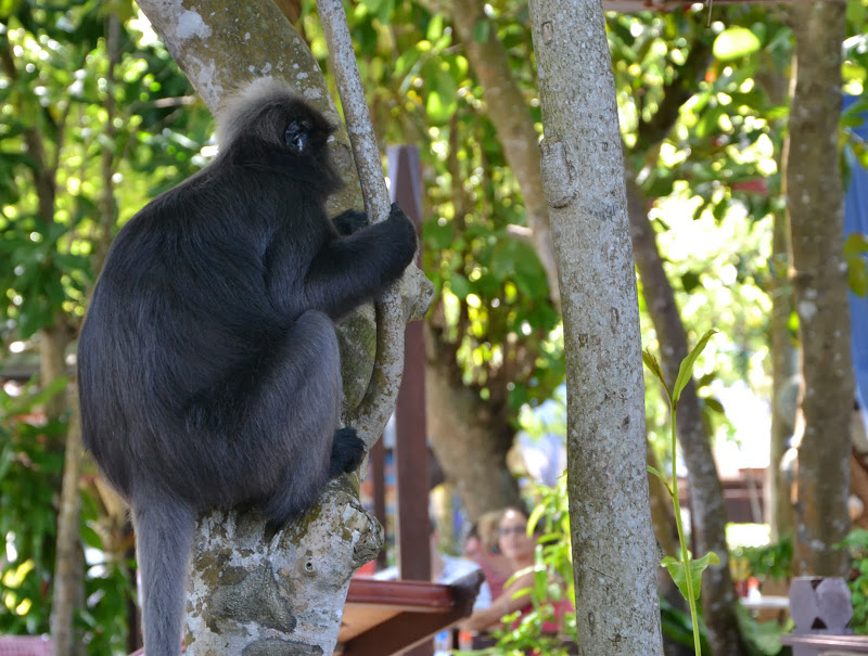 animals perhentian