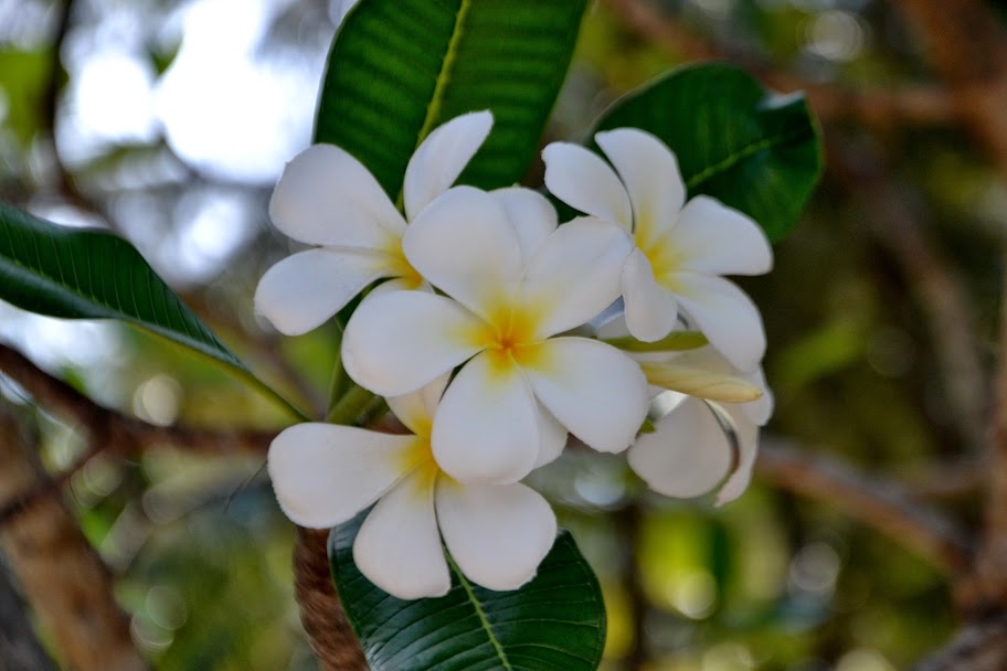 flowers bali