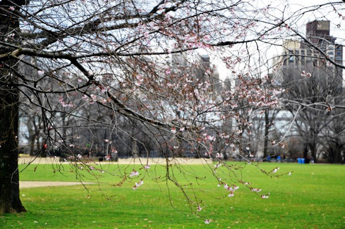 central park New York