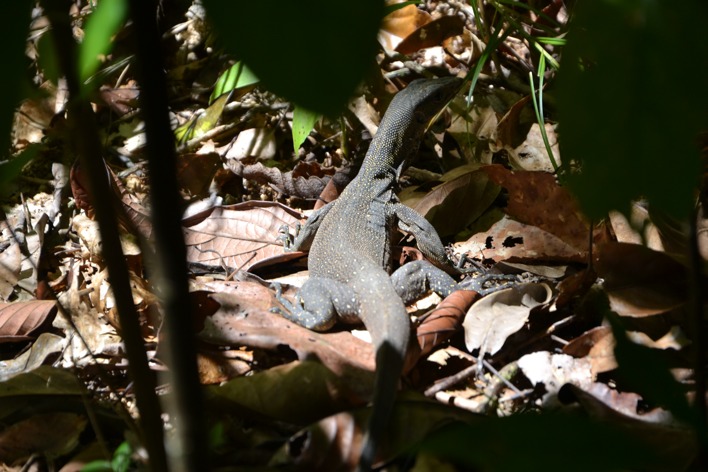 gili fauna