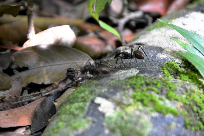 perhentian ant