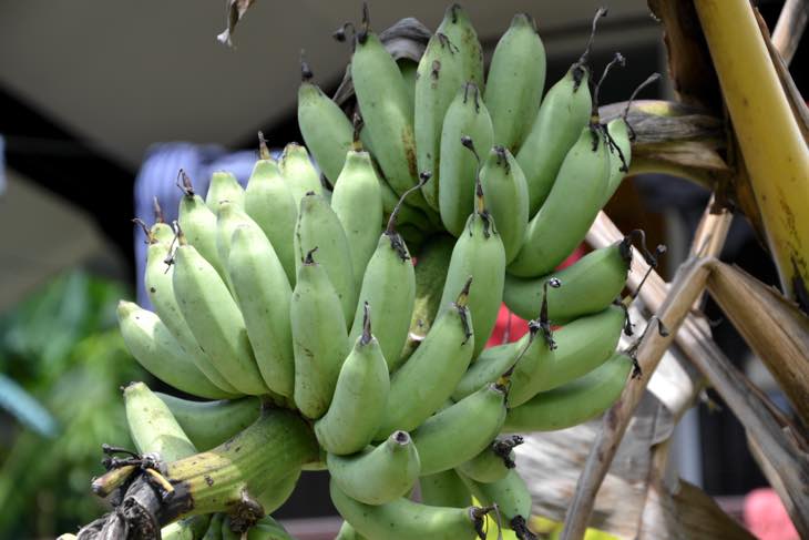 perhentian banana