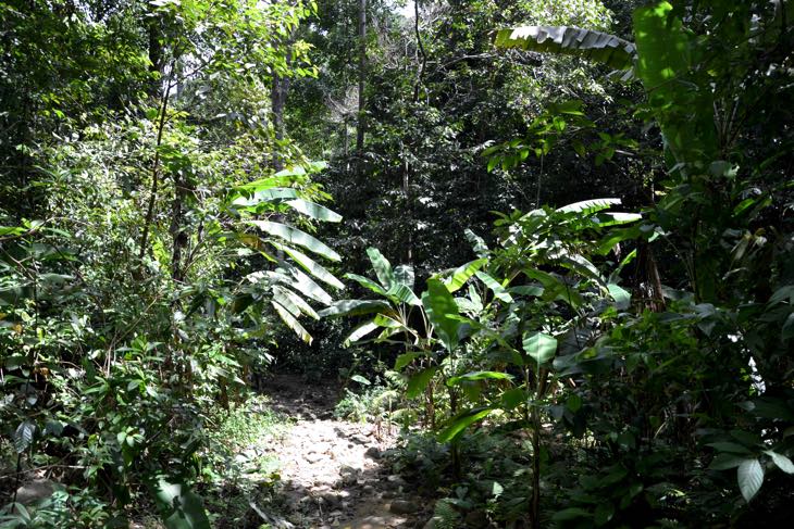 perhentian jungle