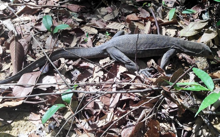 perhentian varan