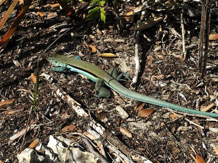 half moon cay fauna