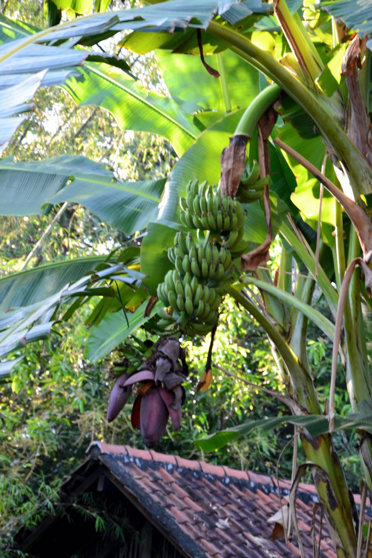 banana tree bali