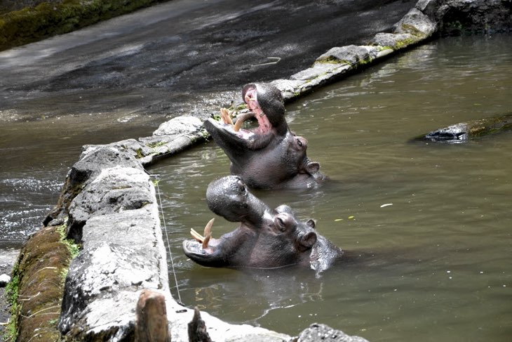 bogor java safari