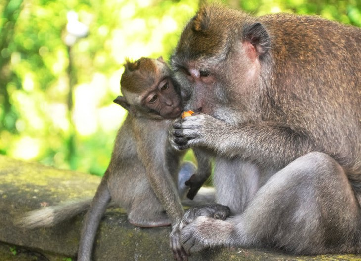 monkey park bali