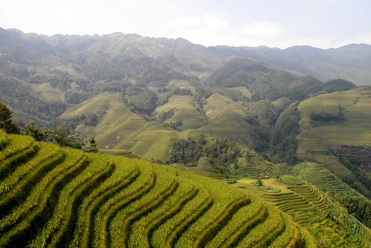 rice field