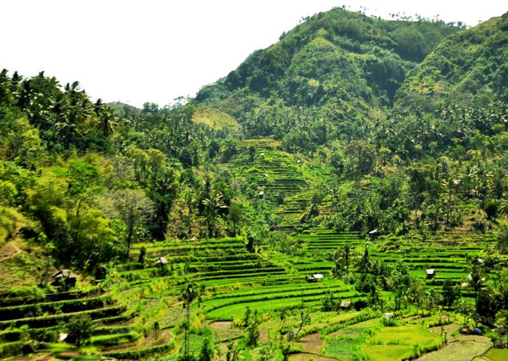 rice fields bali