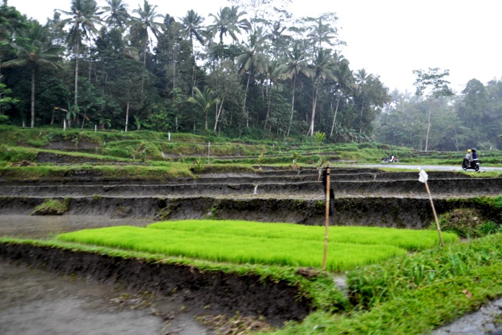 rice fields rain