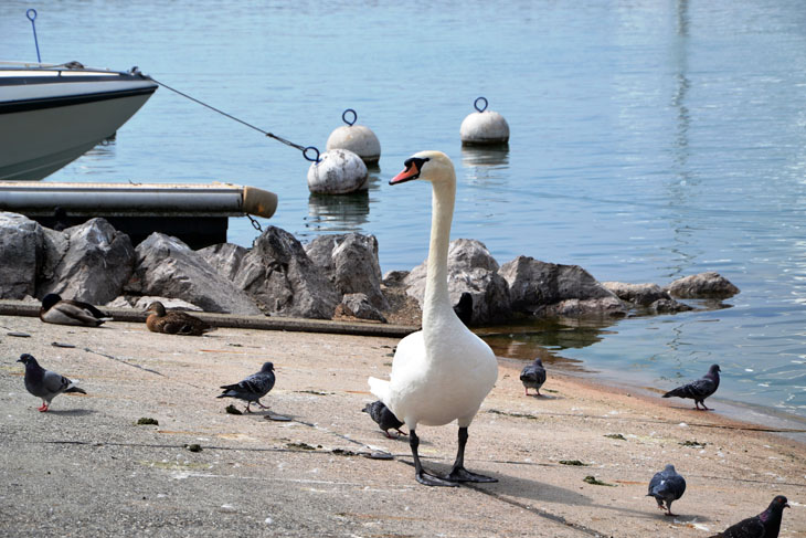 swans lake lausanne