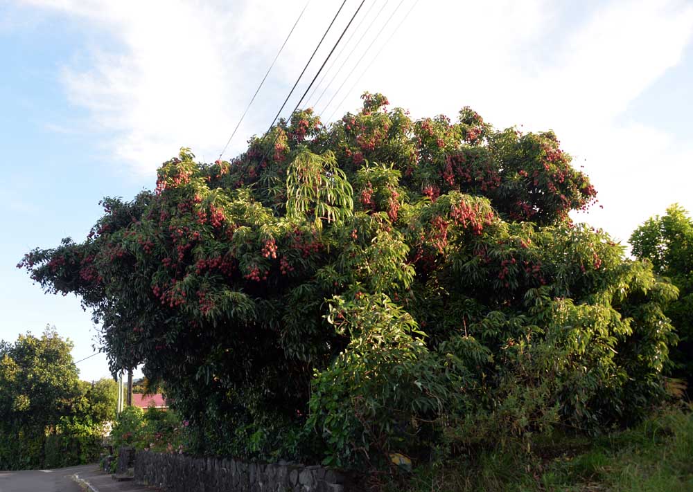 reunion free fruits lichi on the road