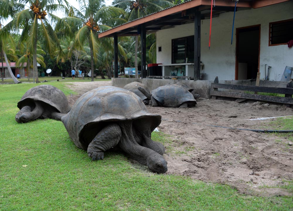 turtle seychelles