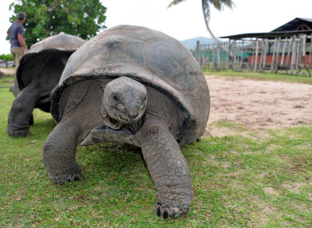 tortoise indian ocean