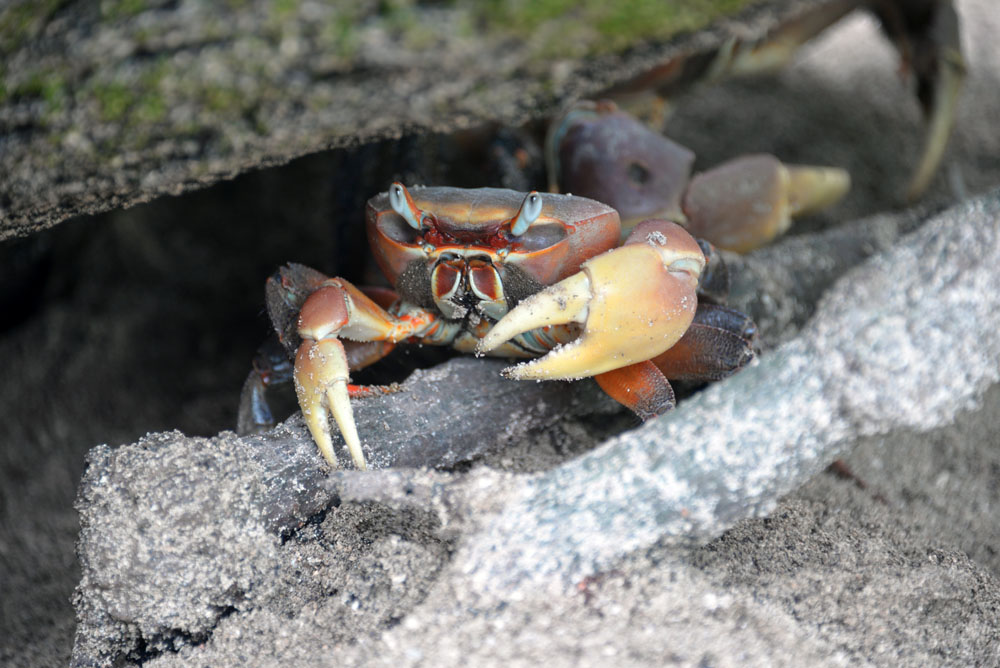 crab curieuse