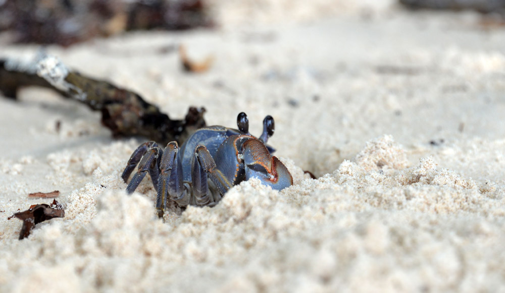 sand crab curieuse