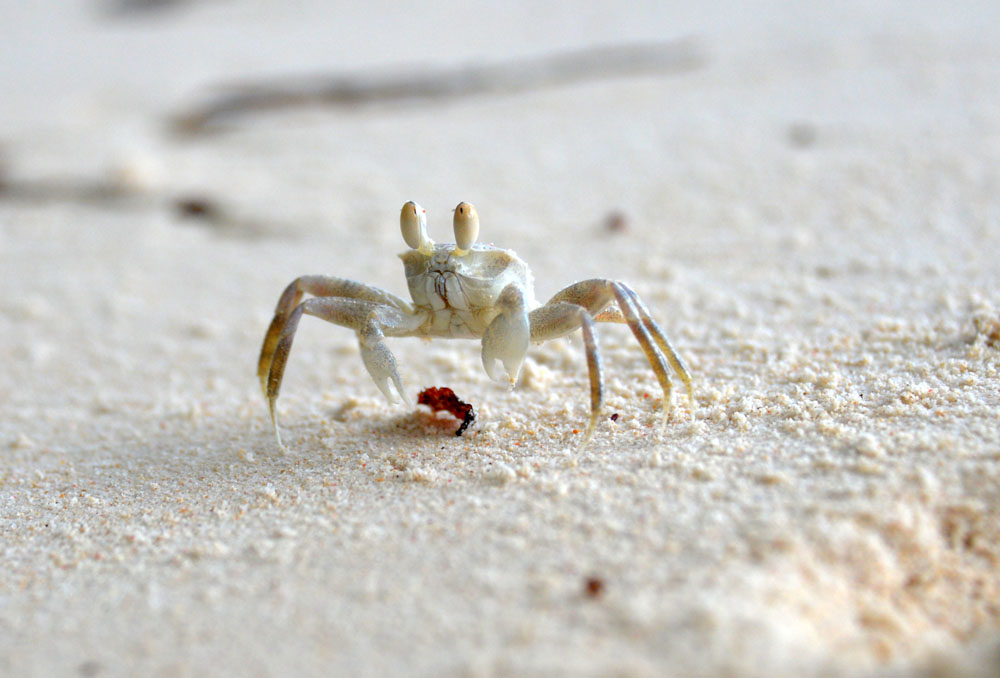 crabs beach 