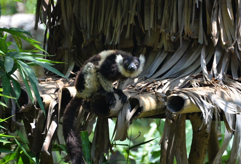 lemurs nosy be