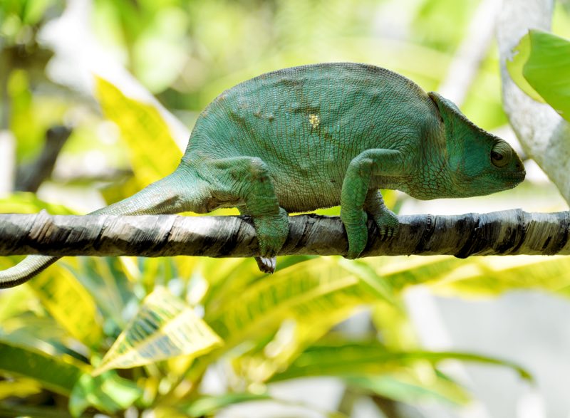 chameleon madagascar