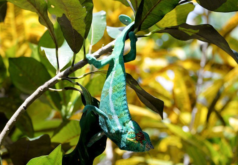 wild chameleon