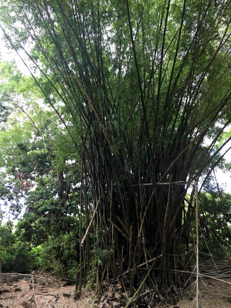 бамбук носи бе