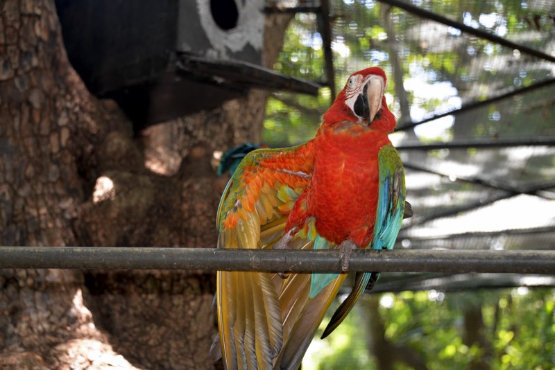 birds mauritius