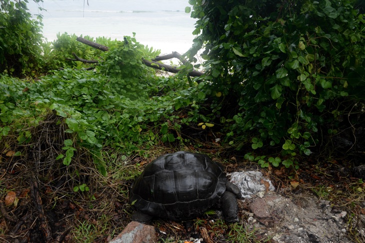 tortoise seychelles