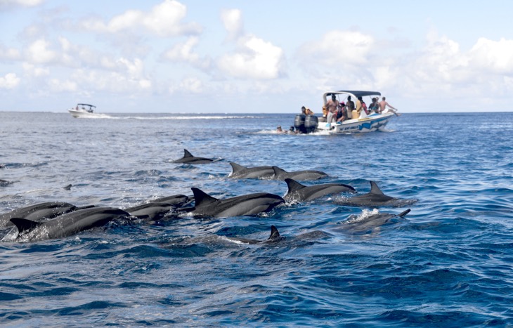 swimming dolphins