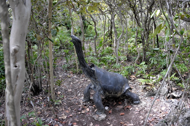 extinct tortoise mauritius