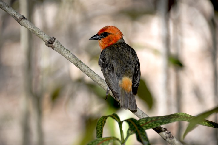 birds mauritius