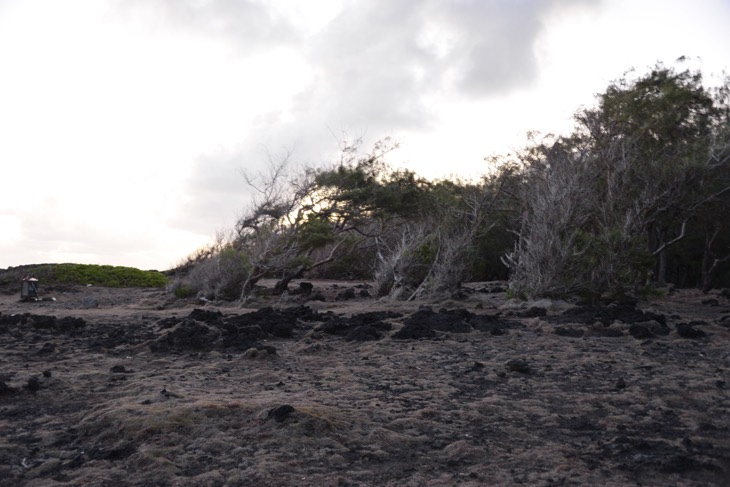 le souffleur mauritius