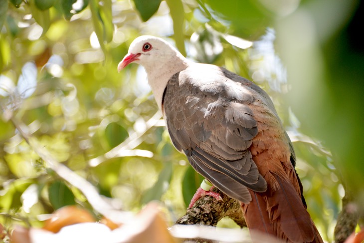 pink pigeon mauritius