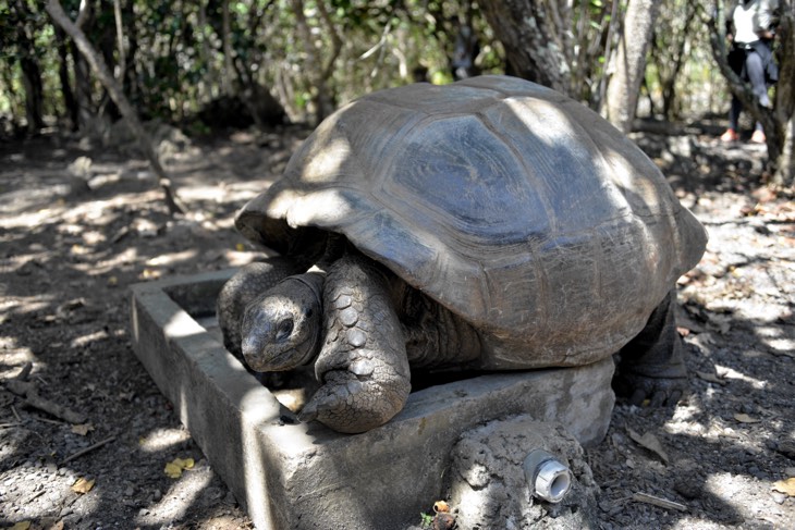 tortoise mauritius