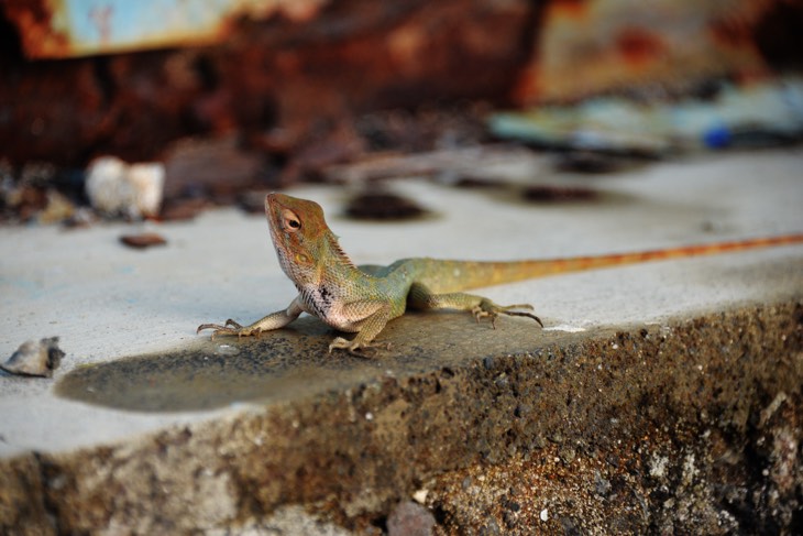 gecko mauritius