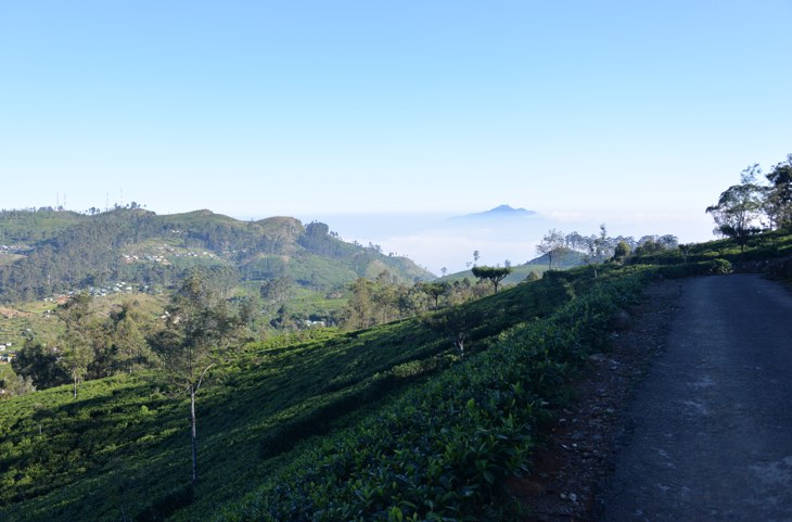 beautiful vie sri lanka tea