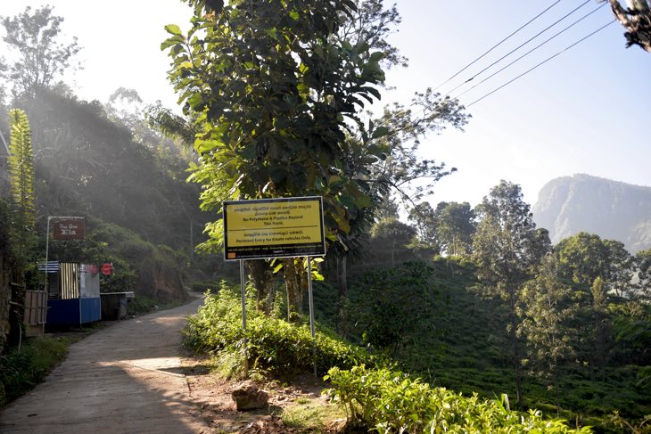 cafe little adams peak