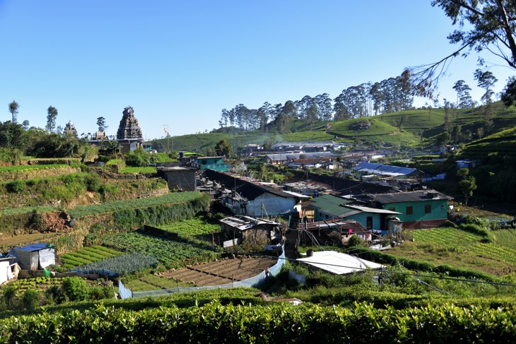 village in tea fields