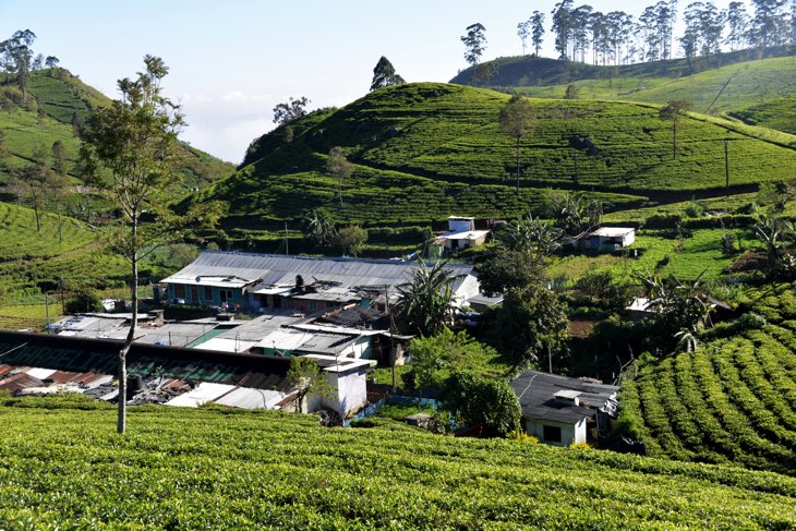 tea growth sri lanka