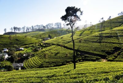 чайные плантации шри ланка