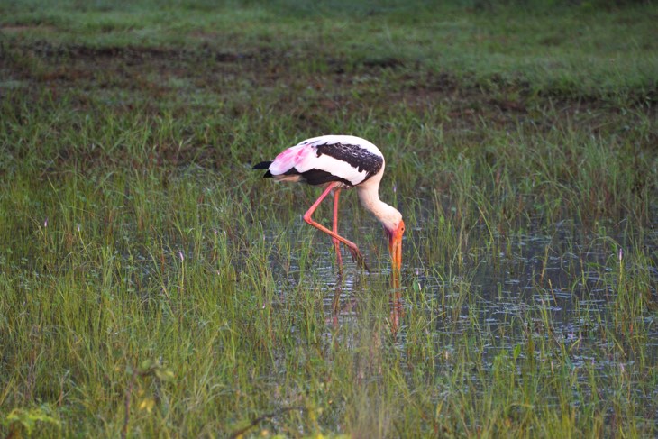 birds 200 species yala