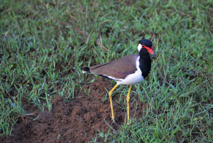 lapwing sri lanka