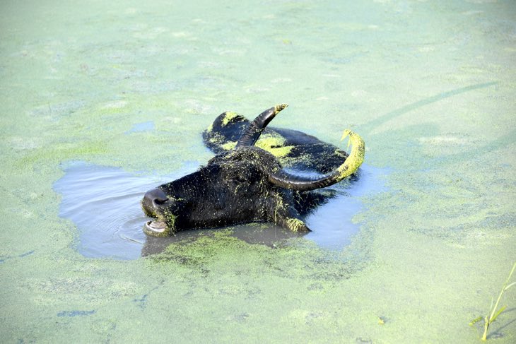 animals yala buffalo