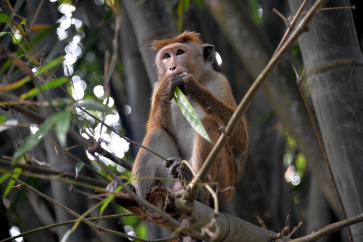 monkey sri lanka