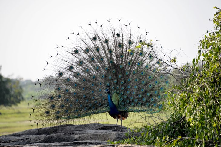 peacock sri lanka