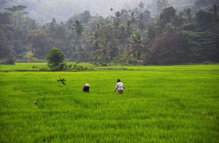 rice sri lanka