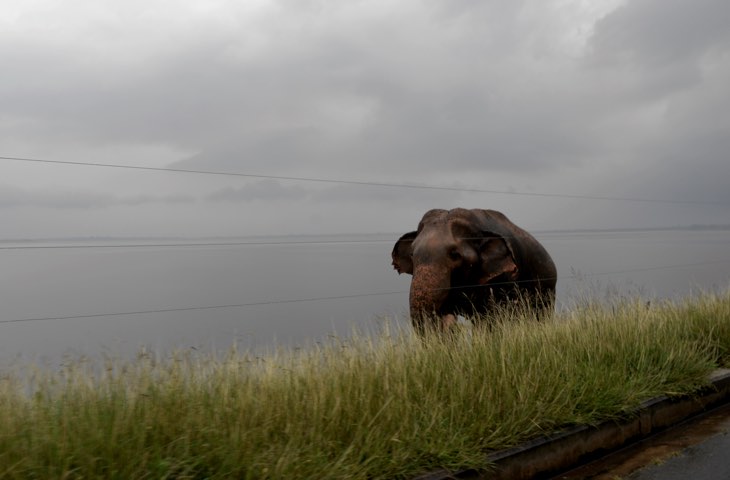 udawalave elephants